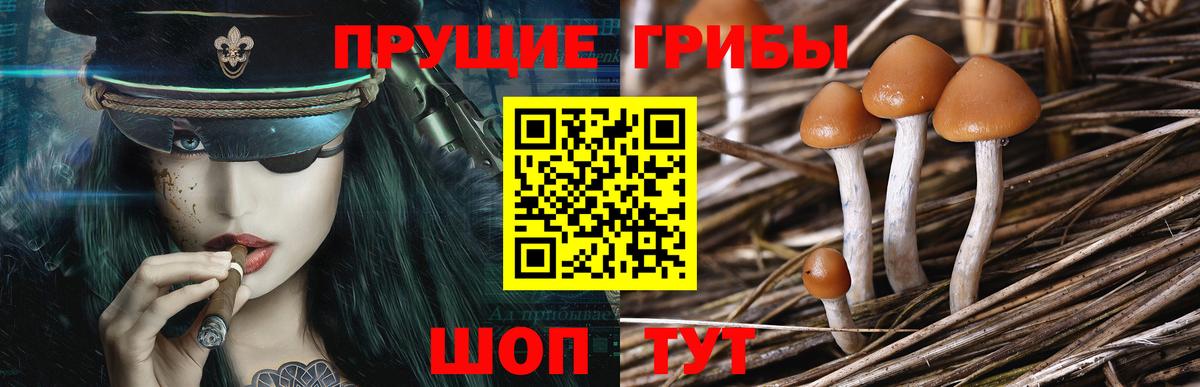 Галлюциногенные грибы Cubensis  Вход с VPN  Углич 